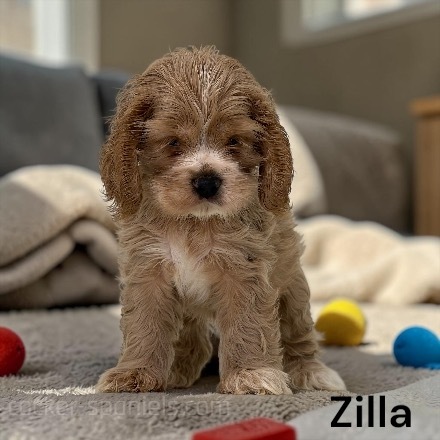 puppy, for, sale, Cocker Spaniel, Joe & Cherri  Overlease, dog, breeder, Miller, MO, dog-breeder, puppy-for-sale, forsale, nearby, find, puppyfind, locator, puppylocator, aca